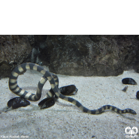 گونه مار دریایی حلقه دار Annulated Sea Snake